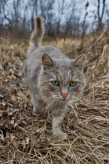 An old gray cat walks on the autumn grass. Old cat