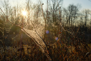 Cobwebs on dry grass in autumn at dawn. cobwebs on the grass