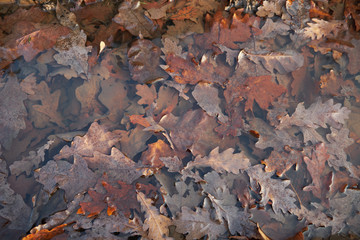 Background of autumn oak leaves in the water. Oak leaves in autumn
