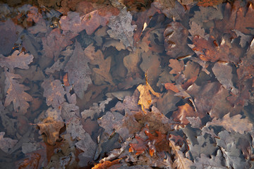 Background of autumn oak leaves in the water. Oak leaves in autumn