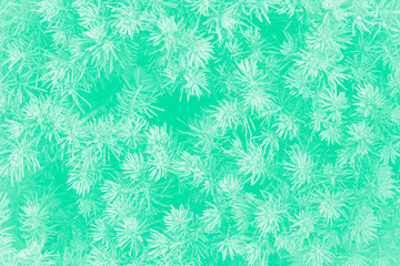 Coniferous green background, shallow depth of field,toned mint