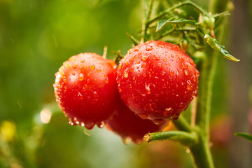 Bunch of ripe natural cherry red tomatoes in water drops growing in a greenhouse  ready to pick