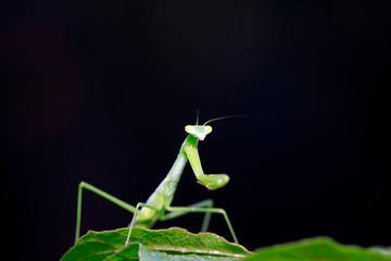 Mantis larvae on plant