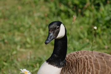 Wild goose on a lawn about the lake...
