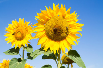 Two sunflowers on a background of blue sky