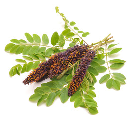 Purple flower of acacia.