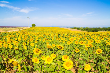 Field of sunflowers in the south of France