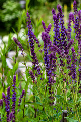 Beautiful purple wood sage in the Finnish countryside during Summer.