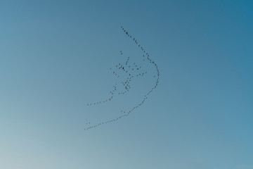 migratory birds in the sky