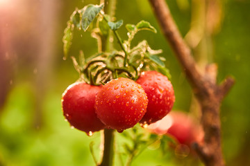 Obraz premium Bunch of ripe natural cherry red tomatoes in water drops growing in a greenhouse ready to pick