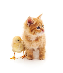 Kitten and chicken.