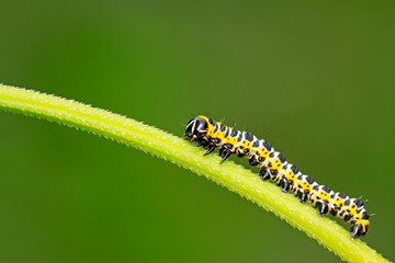 Cucullia fraterna on green leaf