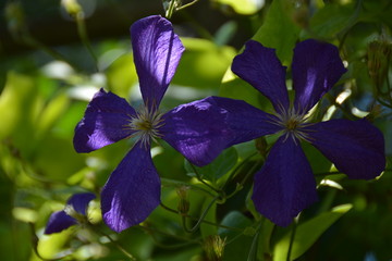 Purple Lily flowers in green garden