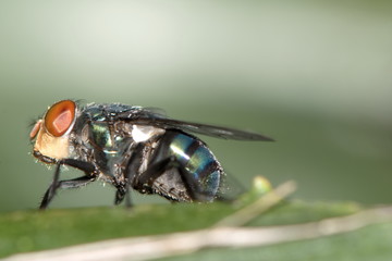 A macro shot of fly