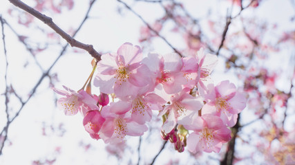 Beautiful sakura flower (cherry blossom) in spring with bokeh background. Sakura tree in the sunlight on the evening of February at Kawazu river Japan..