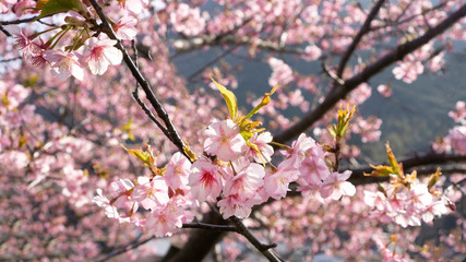 Beautiful sakura flower (cherry blossom) in spring with bokeh background. Sakura tree in the sunlight on the evening of February at Kawazu river Japan..
