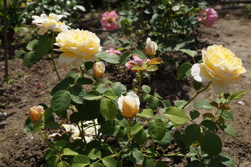 żółte róże © Cris Tallview