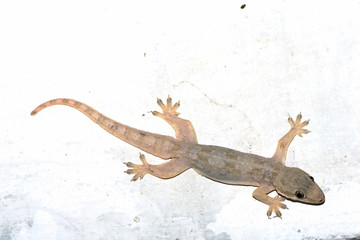 House lizards on a wall