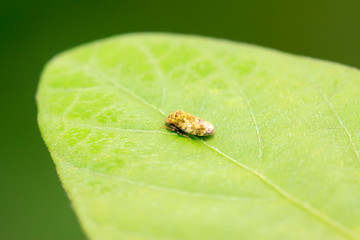 leafhopper on plant