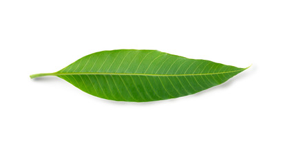 Obraz premium Mango leaf isolated on white background with clipping path