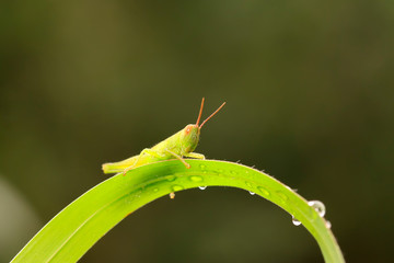 Oxyachinensis on plant