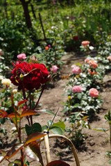 czerwona róża w ogrodzie