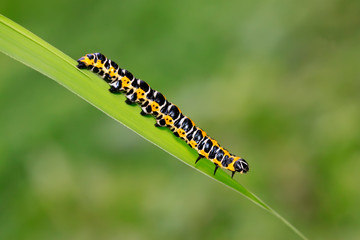 Cucullia fraterna on green leaf