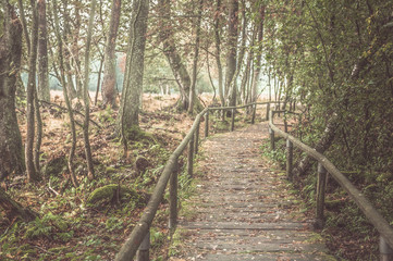 Geheimnisvoller Holzsteg in Moorgebiet mit B&auml;umen