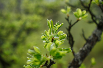 new leaves on a tree with a blurred background