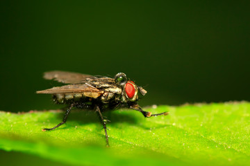 Tachinidae on plant