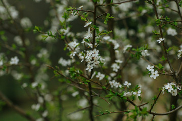 flowering trees in the spring on a background of blurry foliage