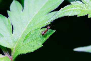Formicidae insects on plant