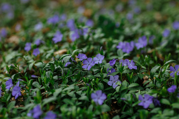 blue flowers in the forest
