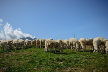 Naklejka na ściany i meble Herd of sheep grazing on the plateau of Monte Baldo above Lake Garda (Lago di Garda or Lago Benaco), Malcesine, Lombardy, Italy.