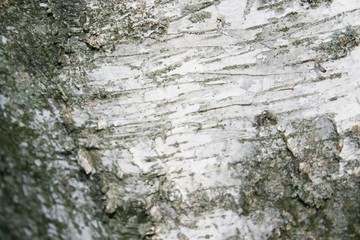 Birch, tree bark, nature, background, texture, nature, background