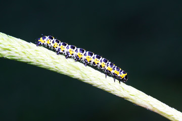 Cucullia fraterna on green leaf