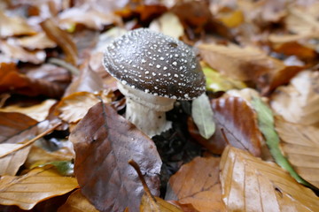 Mushrooms in a forest