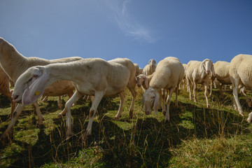 Fototapeta na wymiar Herd of sheep grazing on the plateau of Monte Baldo above Lake Garda (Lago di Garda or Lago Benaco), Malcesine, Lombardy, Italy.