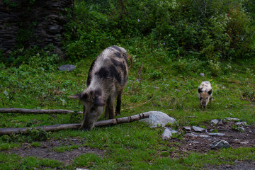 Pig and piglet graze on the road. Svaneti, Georgia