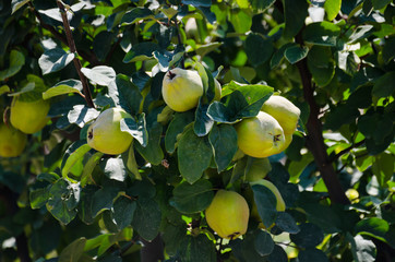 quince fruits growing on a bush in the garden