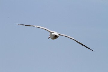 Mouette en vol