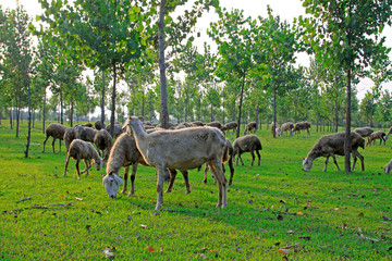 Fototapeta premium sheep in the forest