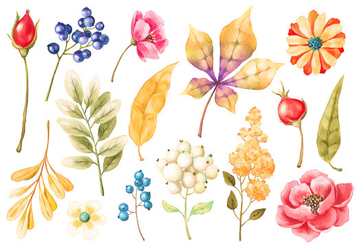 Watercolor flowers, leaves, plants, berries, branches set