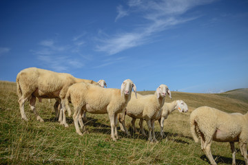 Obraz na płótnie Canvas Herd of sheep grazing on the plateau of Monte Baldo above Lake Garda (Lago di Garda or Lago Benaco), Malcesine, Lombardy, Italy.