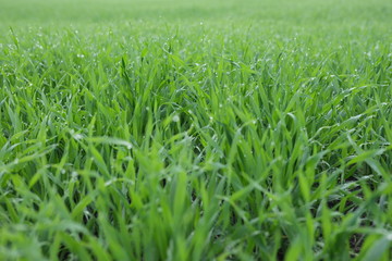 Close up of fresh thick grass with water drops in the early morning