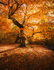 Beech tree in a forest. Autumn landscape. Beautiful fall scenery © yggdrasil