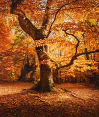 Close-up of beech tree. Autumn forest landscape. Beautiful fall scenery - obrazy, fototapety, plakaty