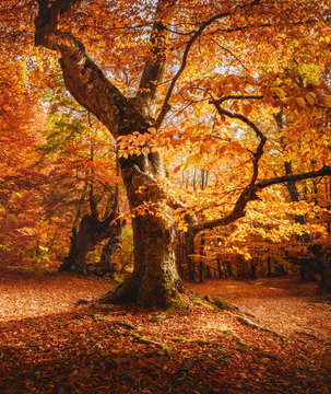 Close-up of beech tree. Autumn forest landscape. Beautiful fall scenery