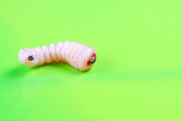 Monochamus alternatus larvae