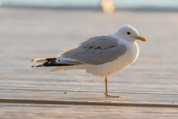 A seagull rests on a dock in the Archipelago of Finland during summer.